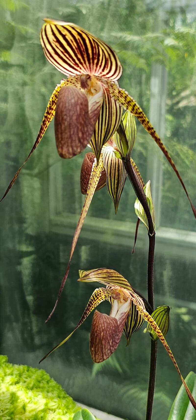Paphiopedilum rothschildianum