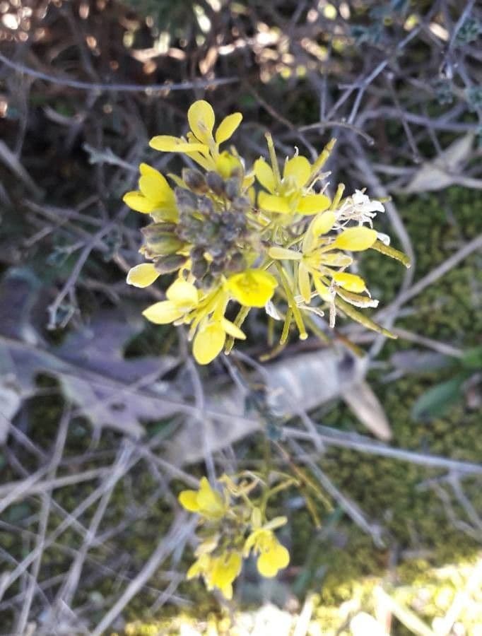 Erucastrum nasturtiifolium