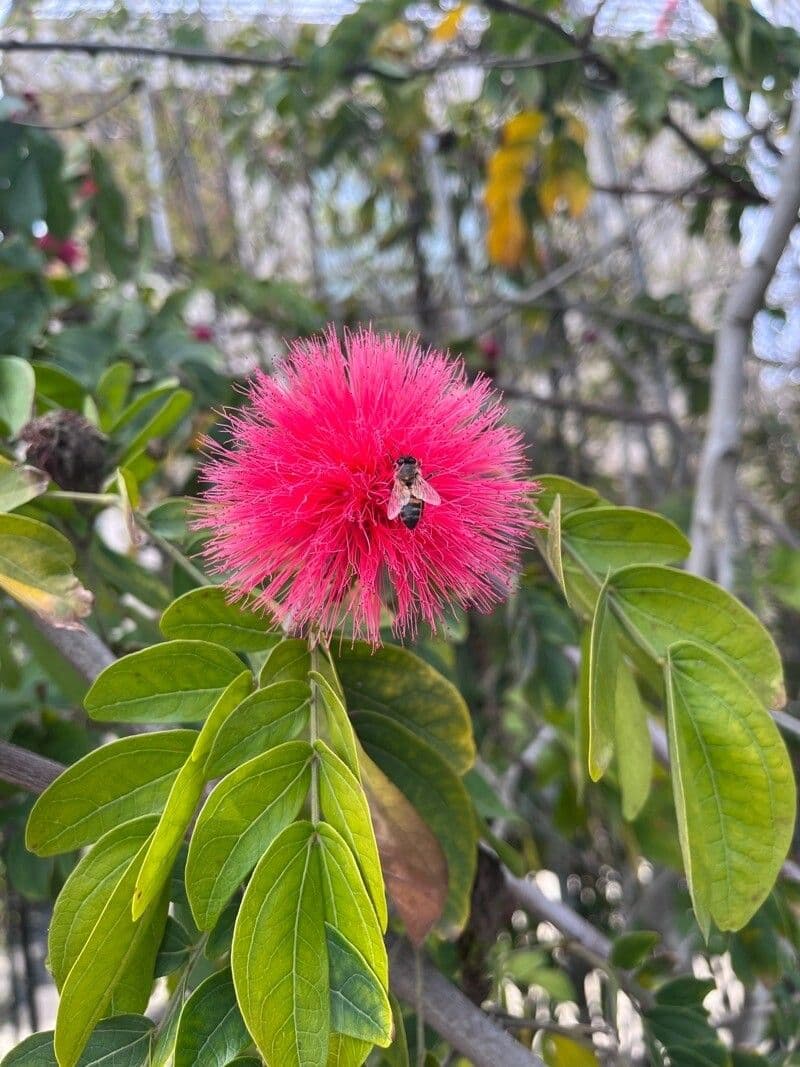 Calliandra tergemina