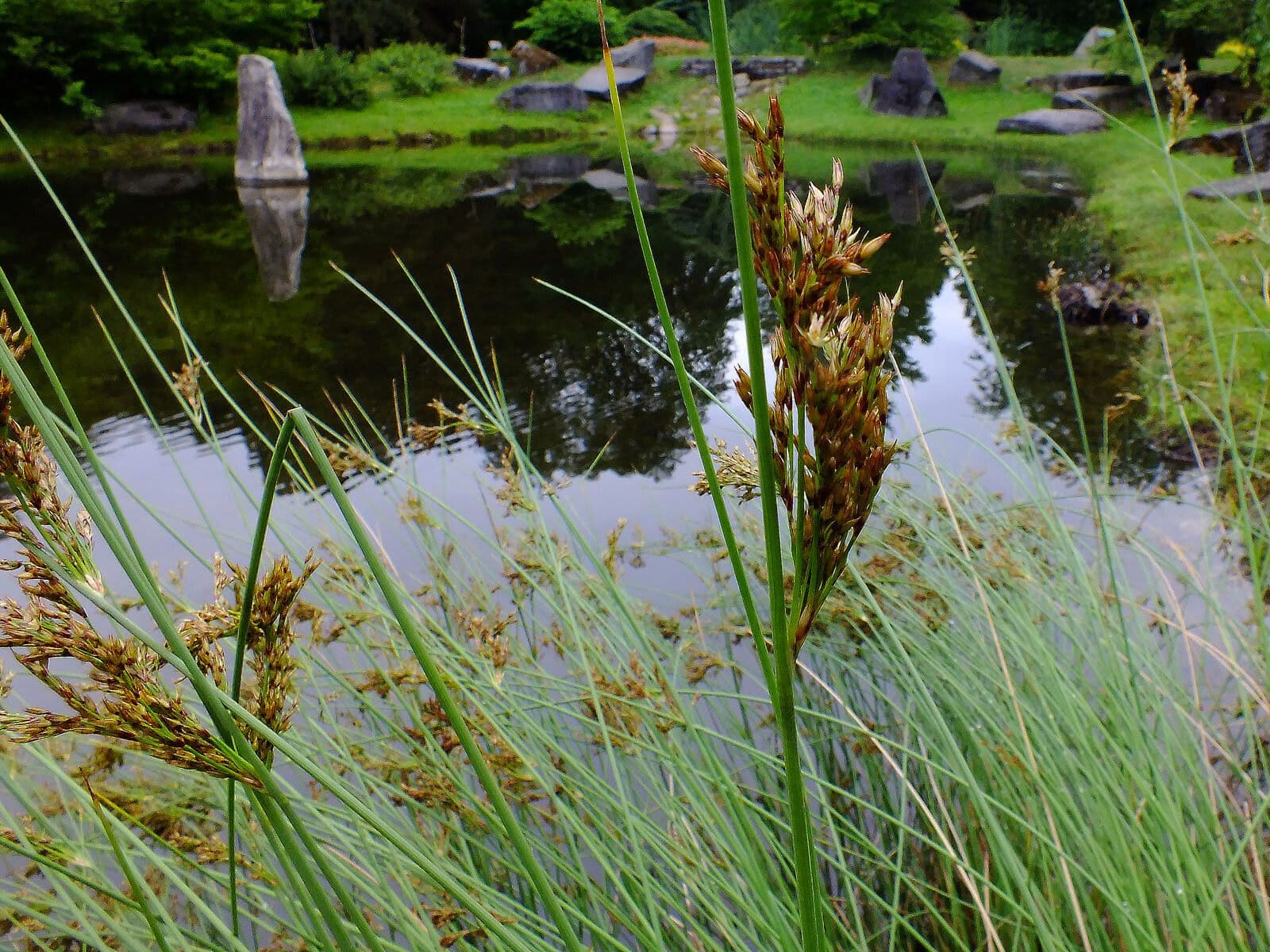 Juncus inflexus