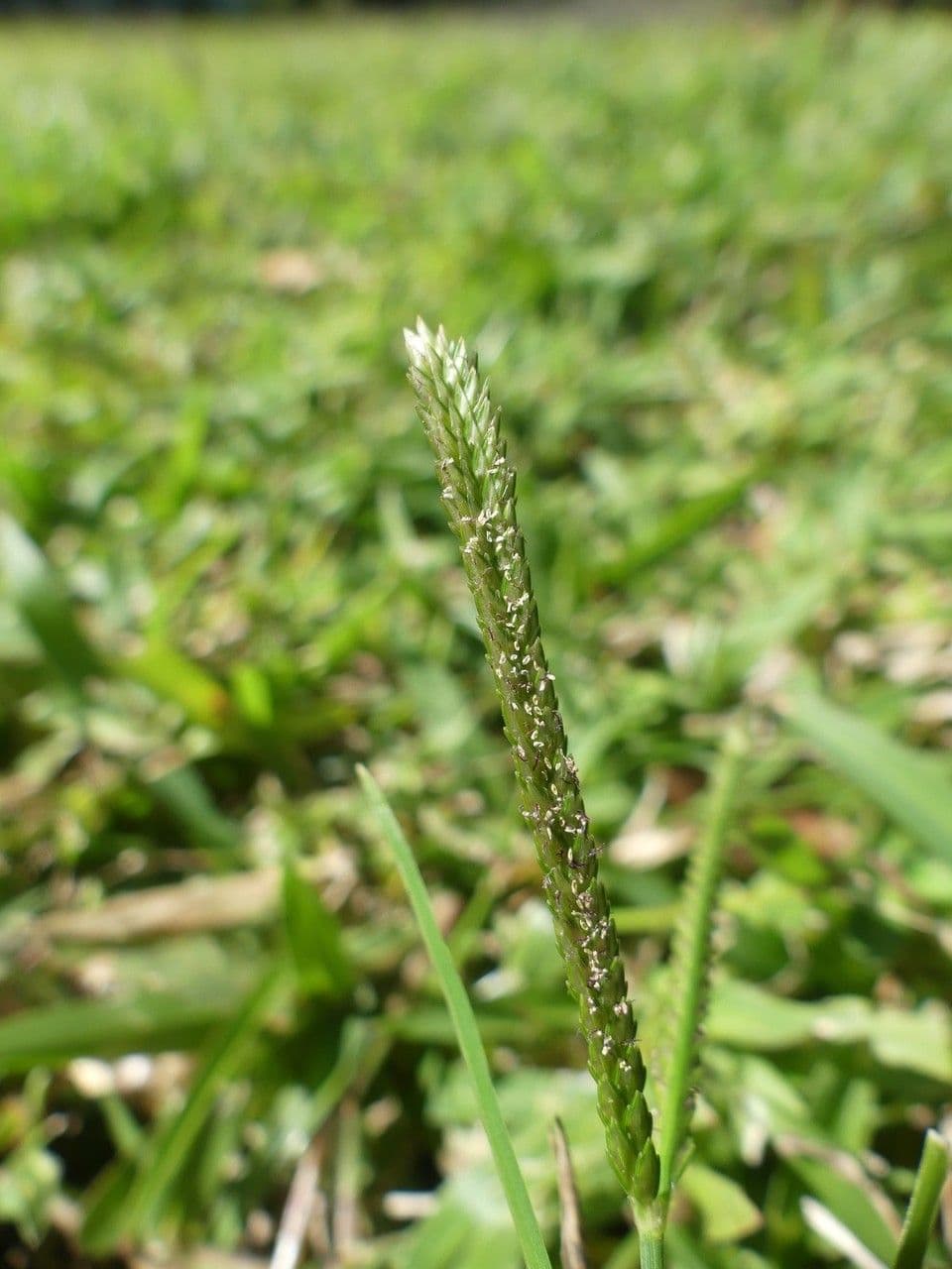 Cenchrus clandestinus