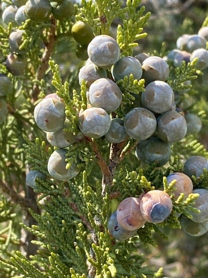 Juniperus thurifera