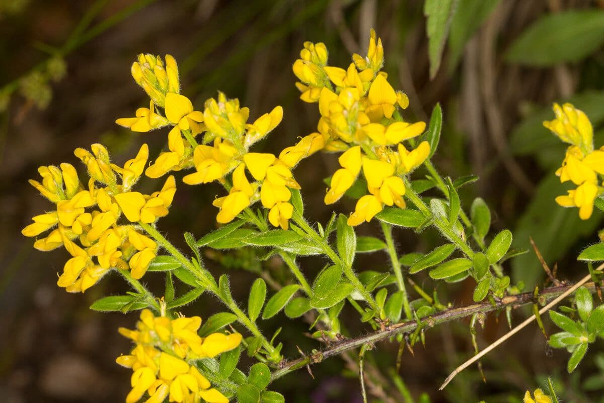 Genista germanica