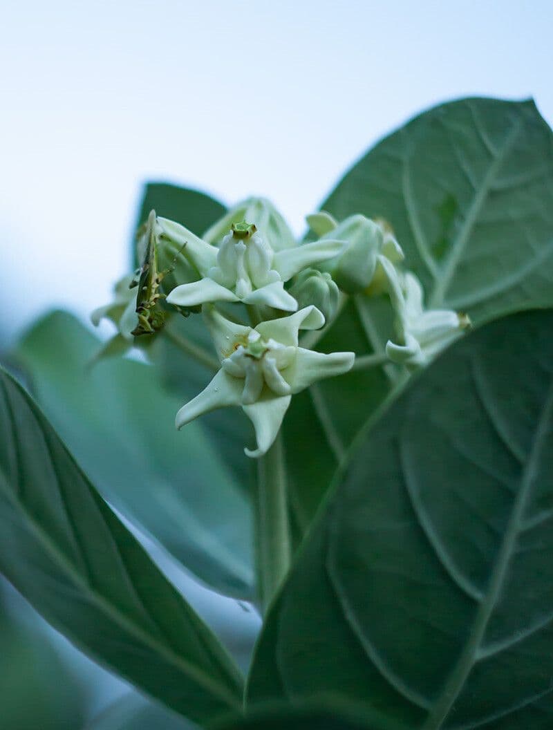 Calotropis gigantea