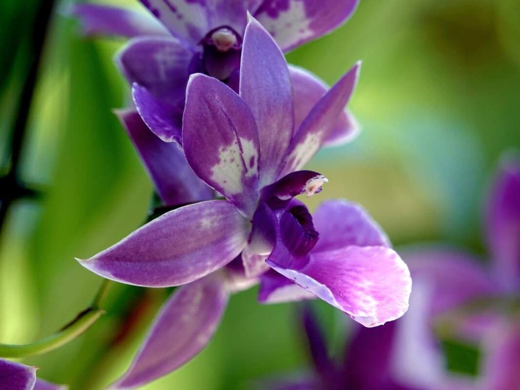 Dendrobium victoriae-reginae