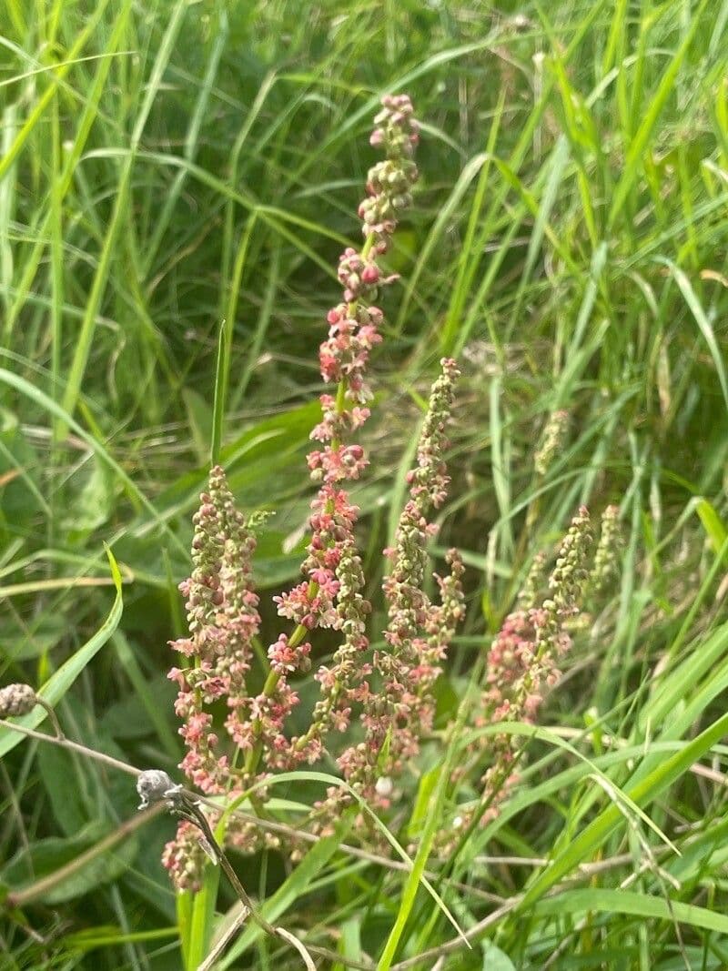 Rumex acetosa