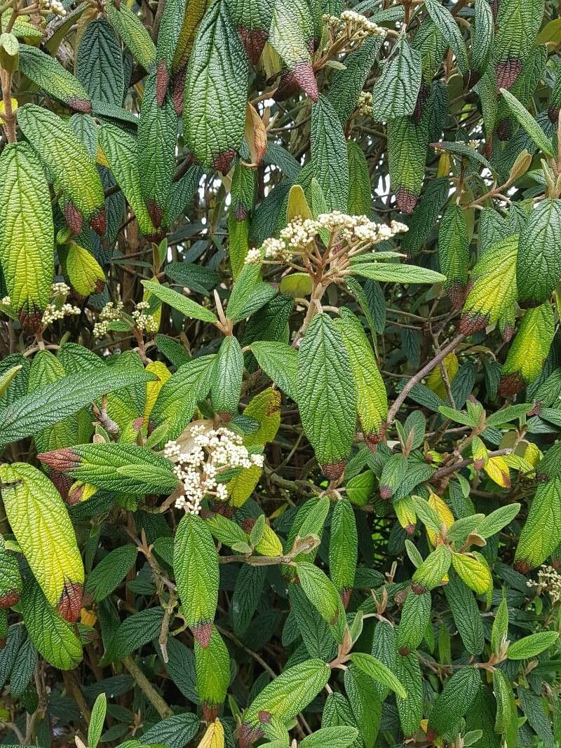 Viburnum rhytidophyllum