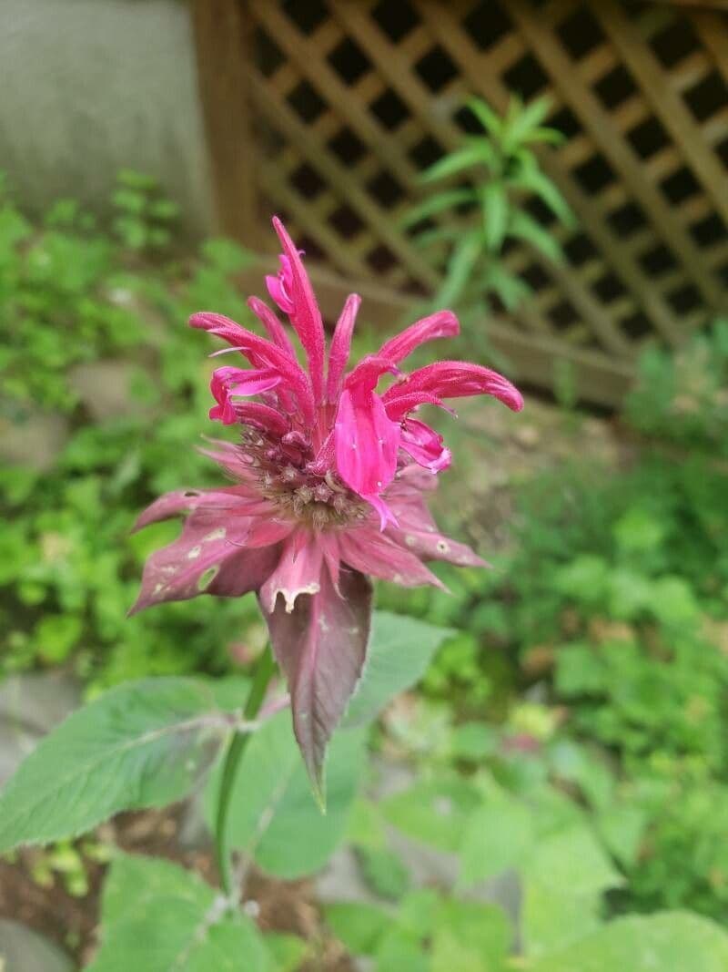 Monarda didyma