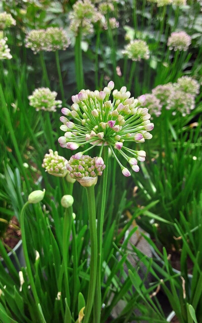 Allium senescens