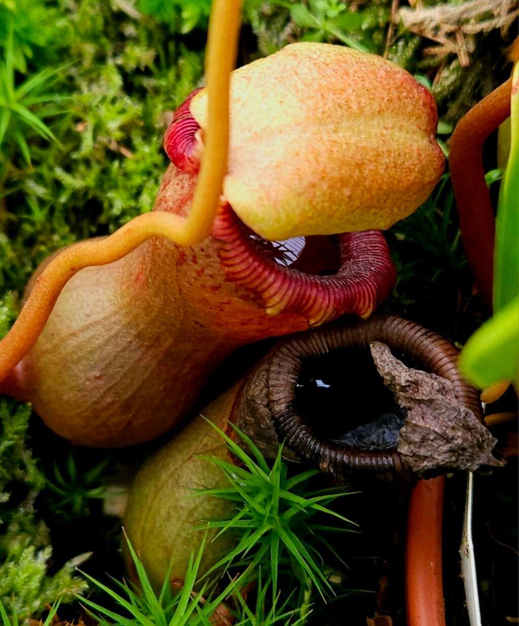 Nepenthes mirabilis