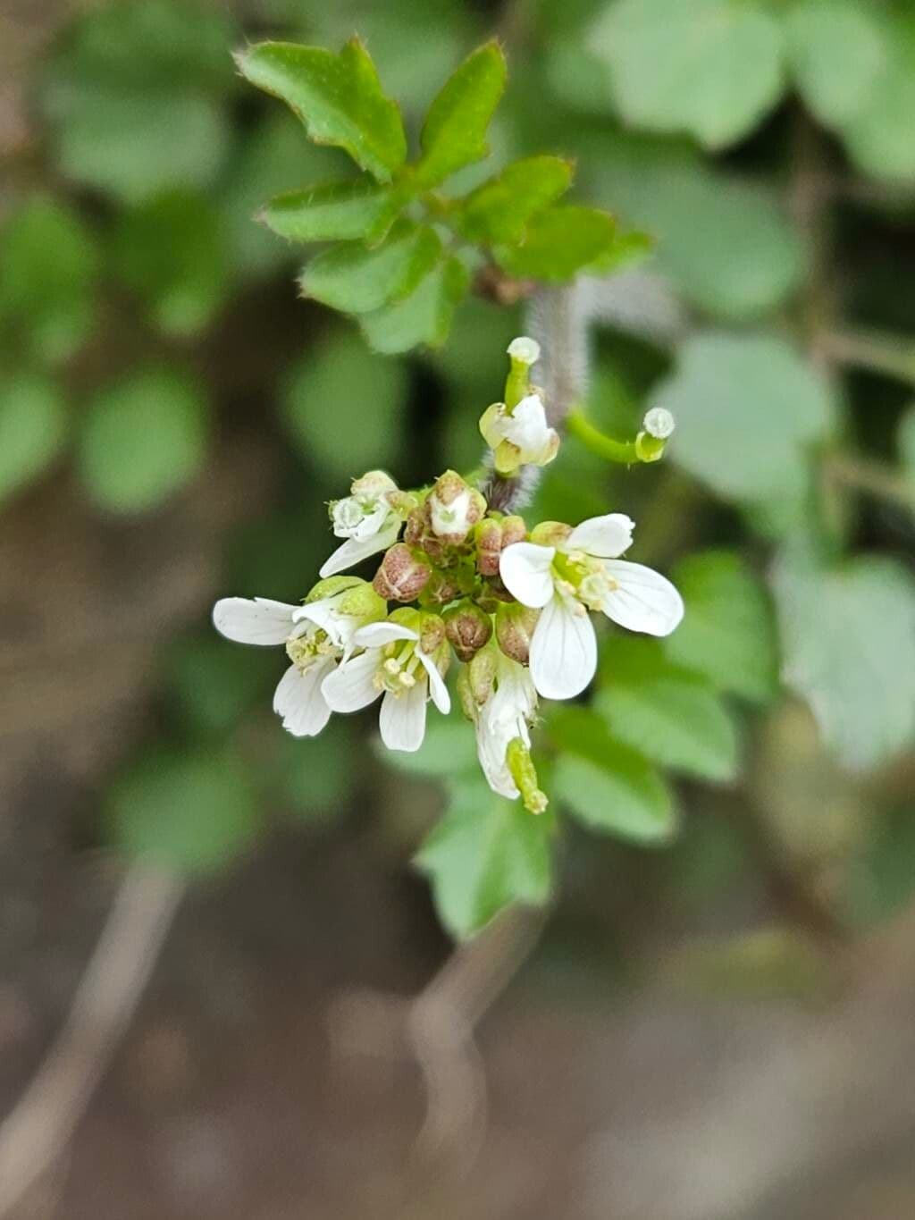 Cardamine flexuosa