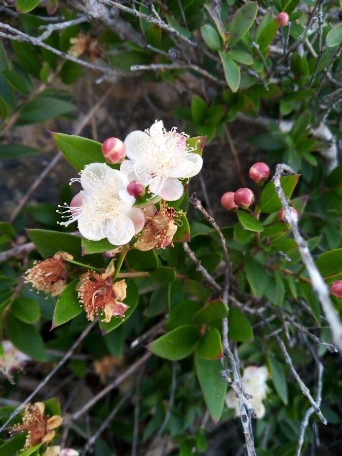 Myrtus communis