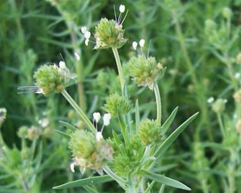 Plantago afra