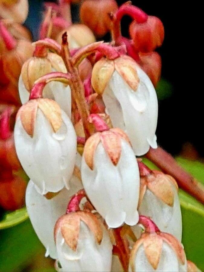 Pyrola picta