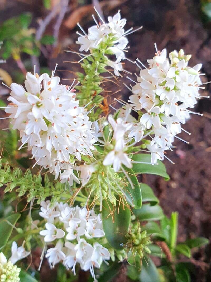 Veronica brachysiphon