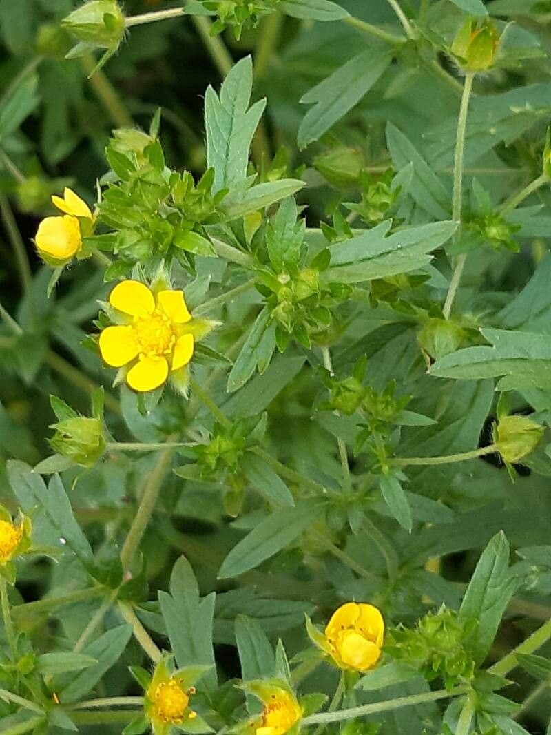 Potentilla intermedia