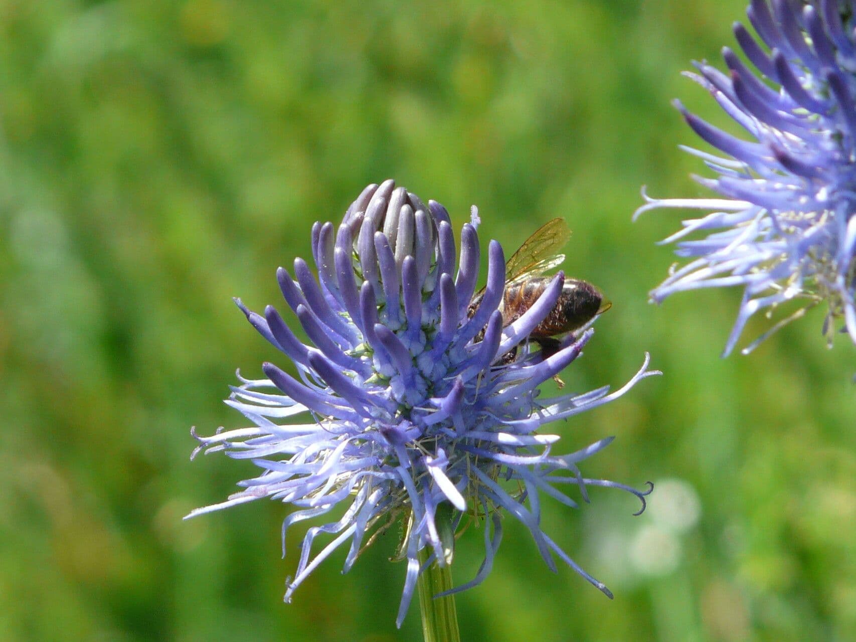 Phyteuma betonicifolium