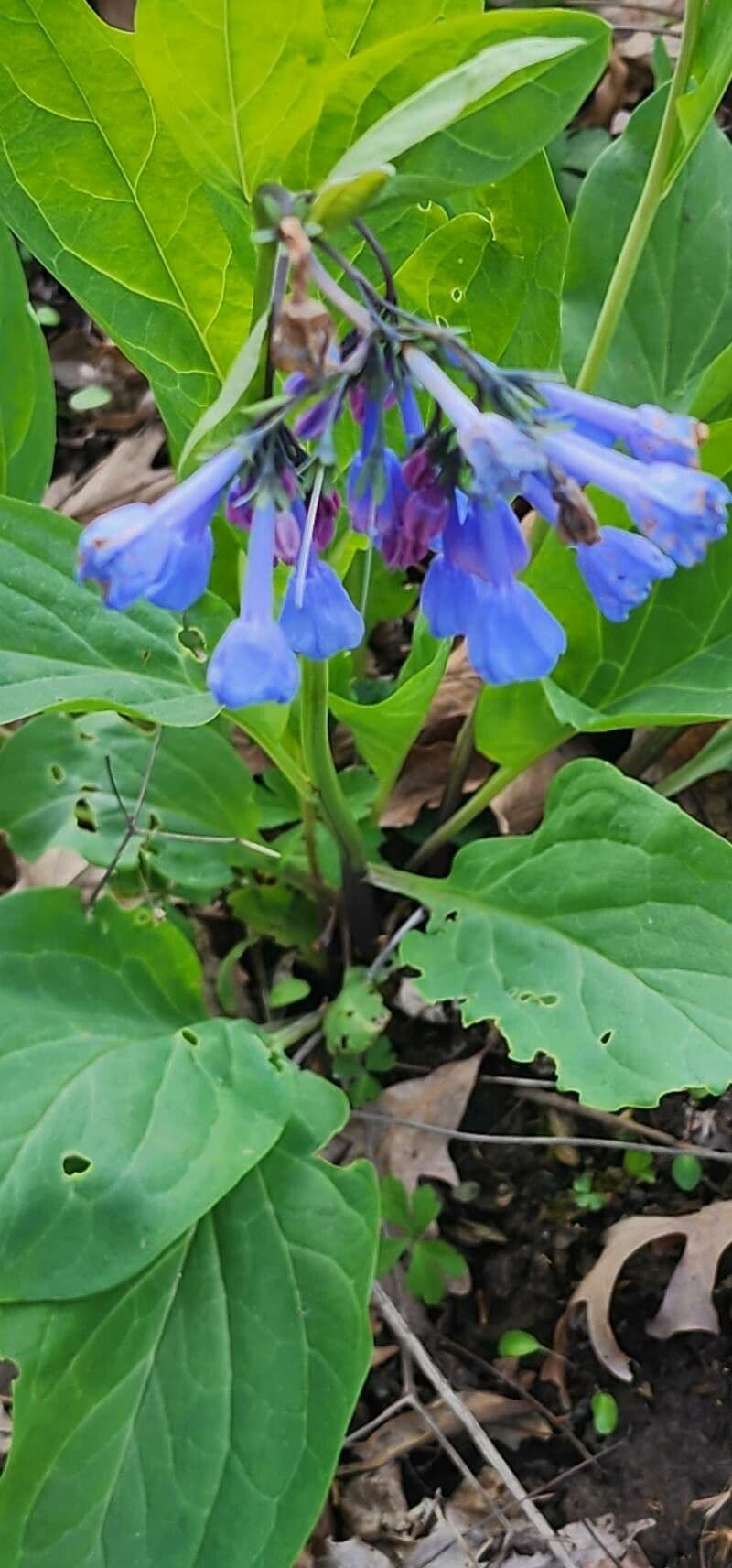 Mertensia virginica