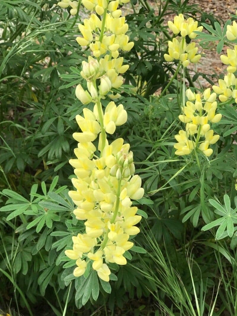 Lupinus arboreus