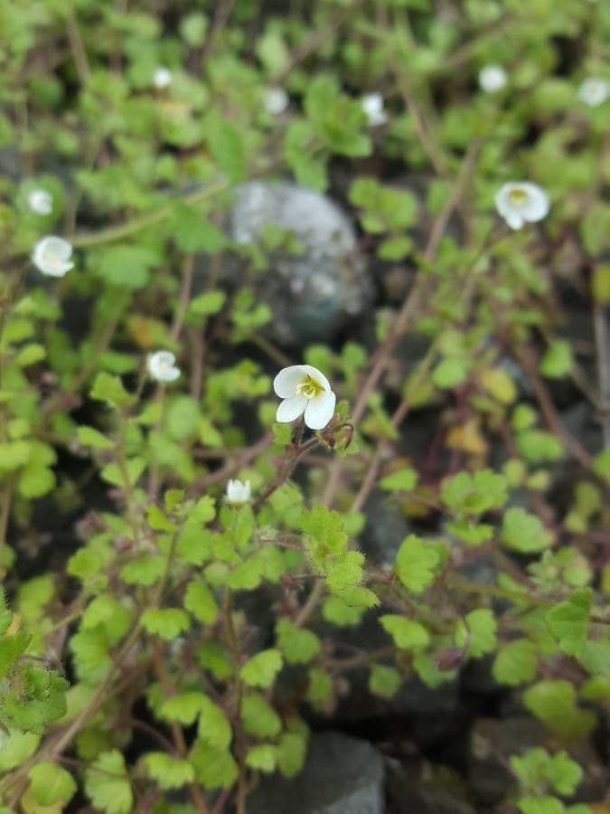 Veronica cymbalaria