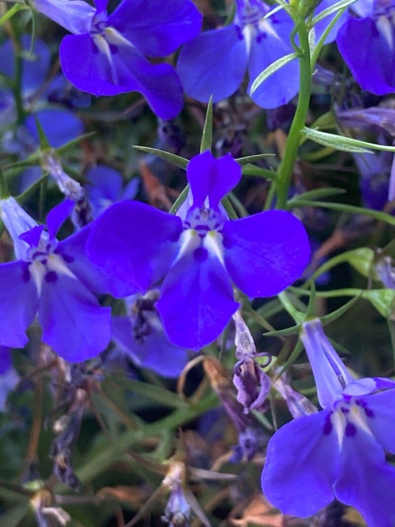 Lobelia erinus