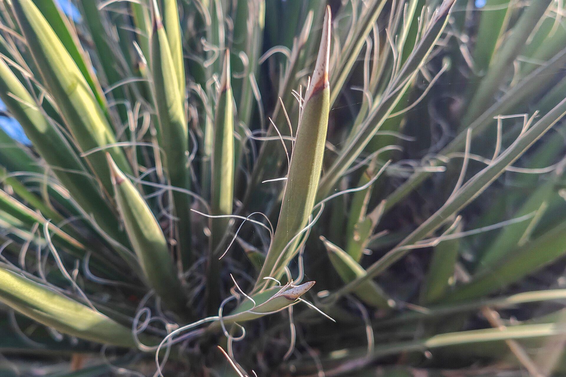 Yucca filifera