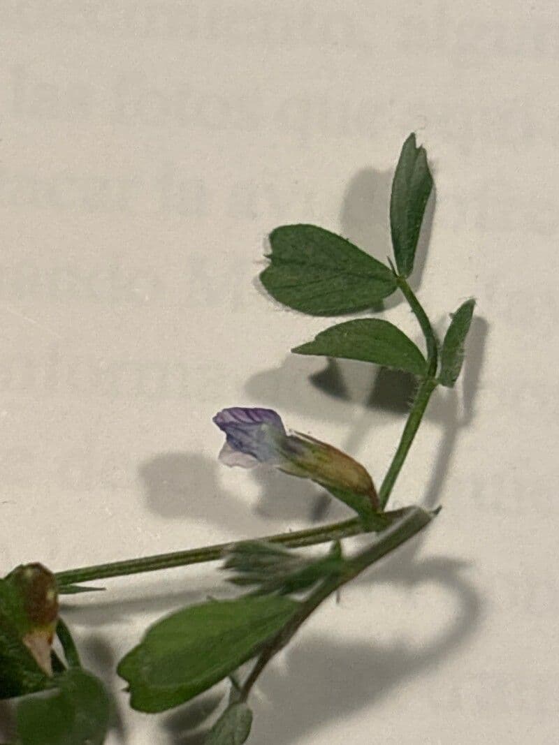 Vicia lathyroides