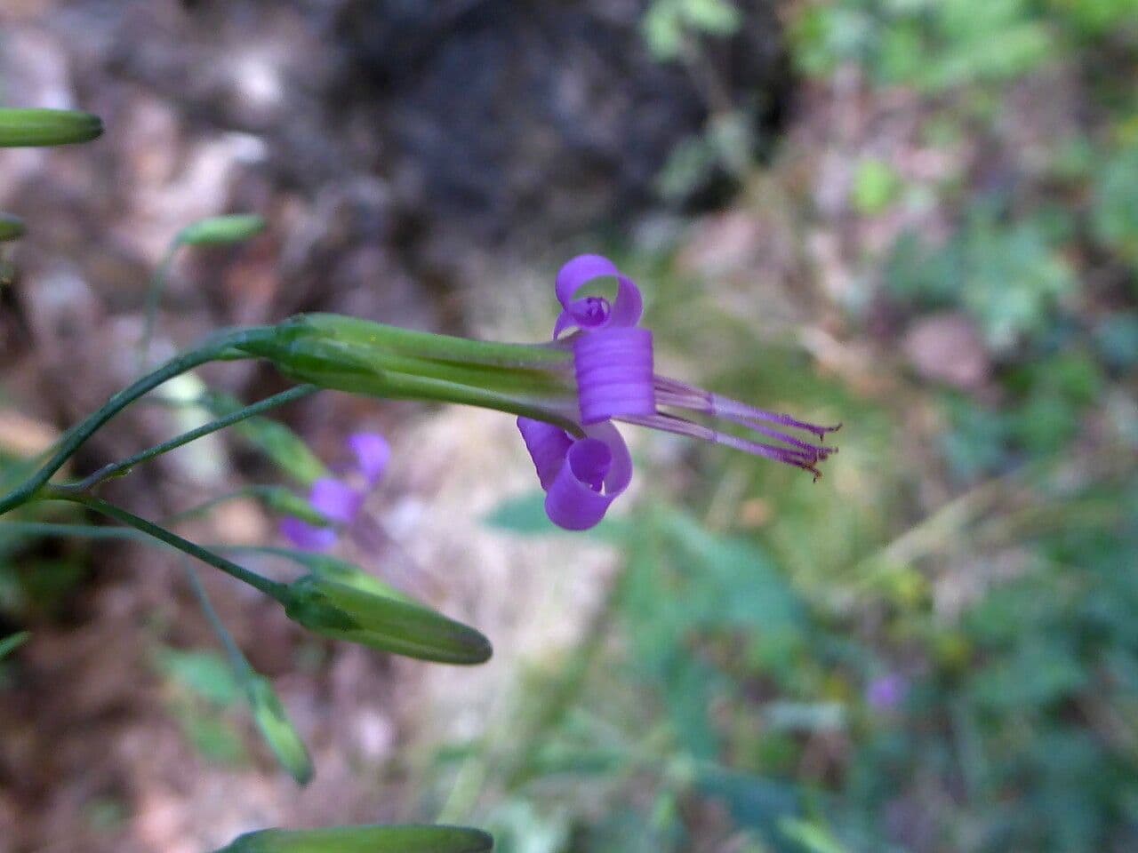 Prenanthes purpurea