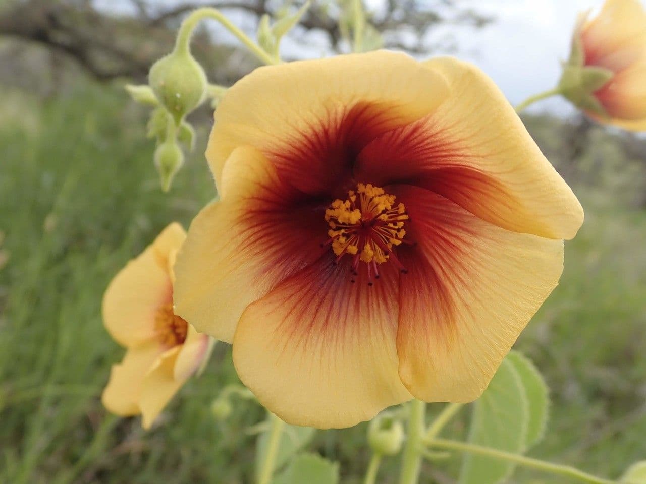 Abutilon hirtum