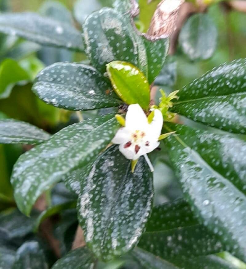 Ehretia microphylla