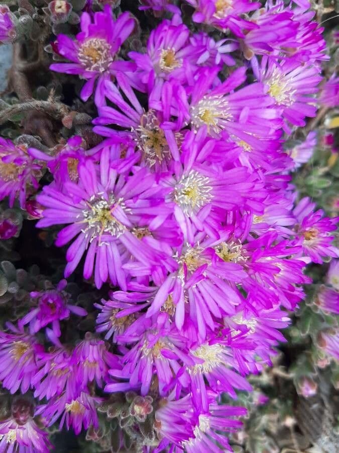 Mesembryanthemum nodiflorum