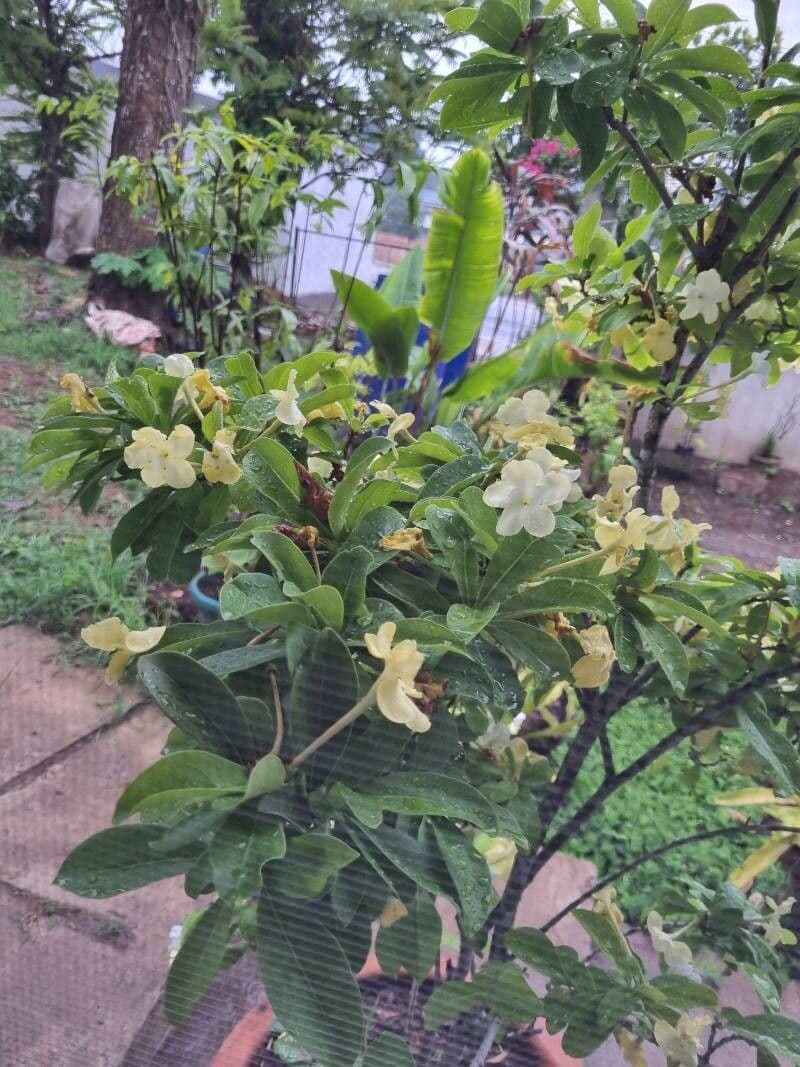 Brunfelsia americana