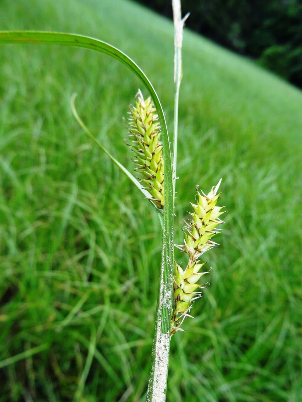 Carex vesicaria