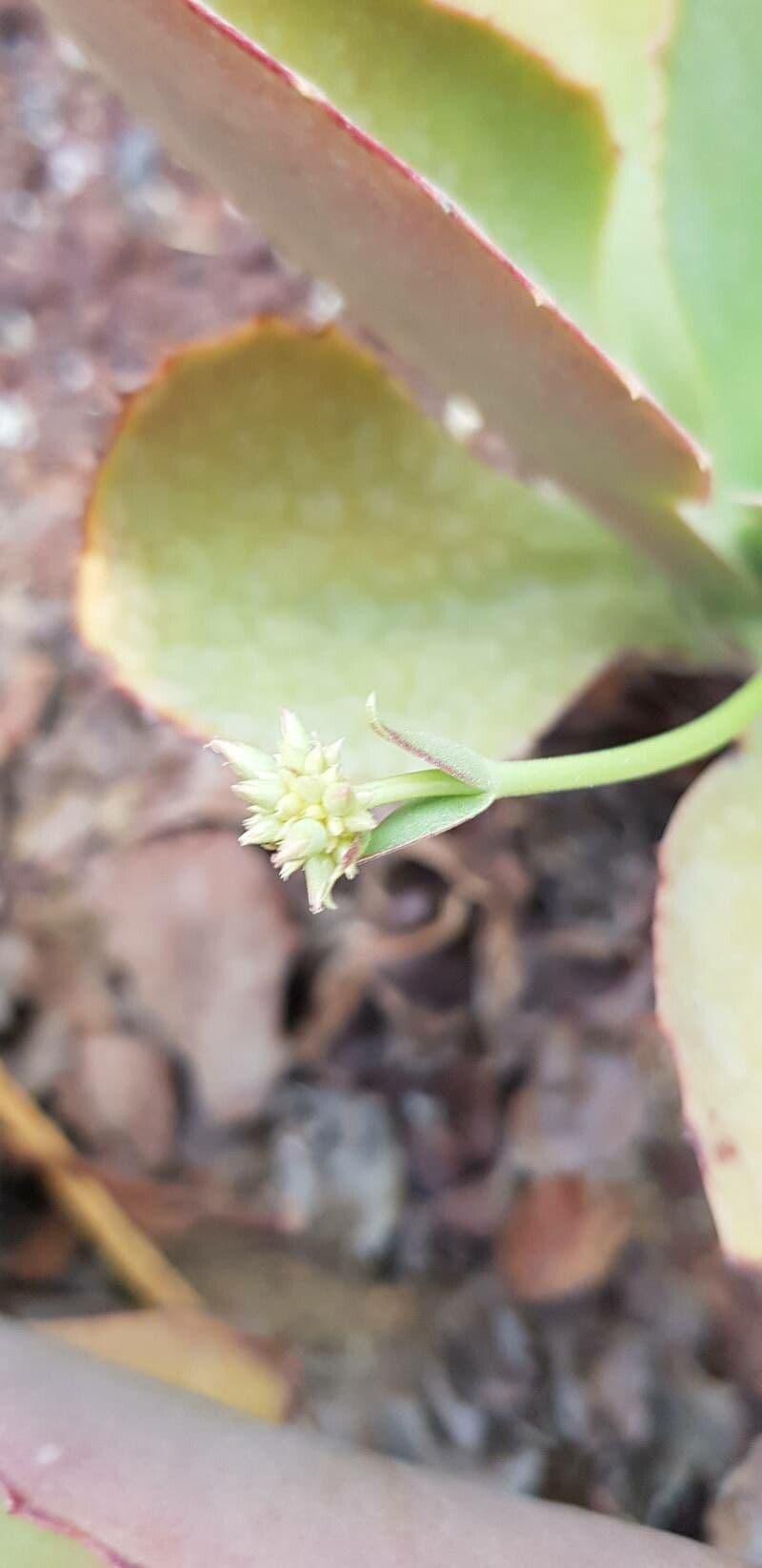 Kalanchoe synsepala