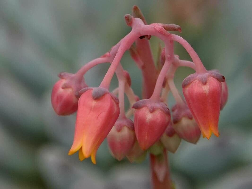 Echeveria elegans