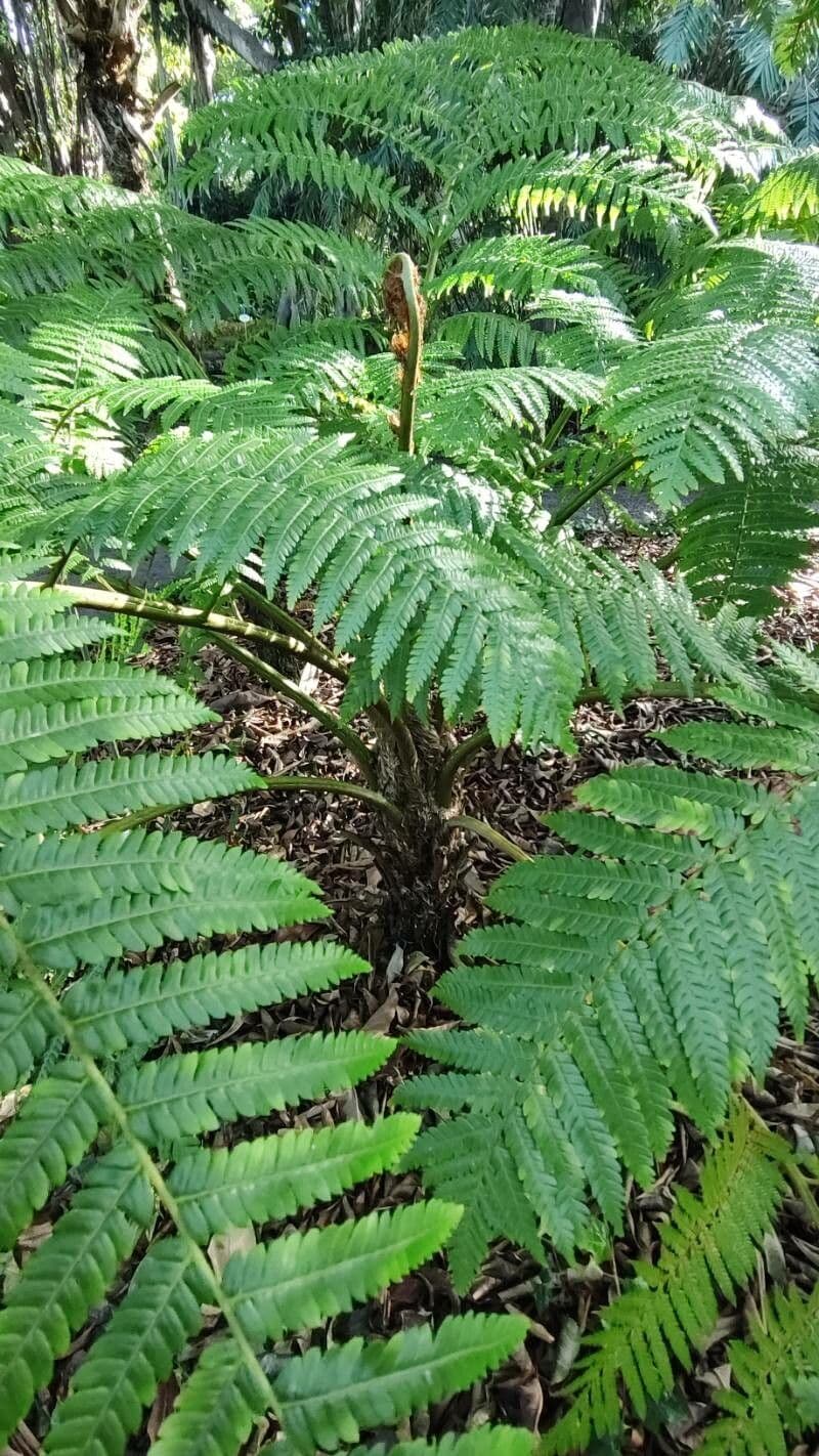 Sphaeropteris cooperi
