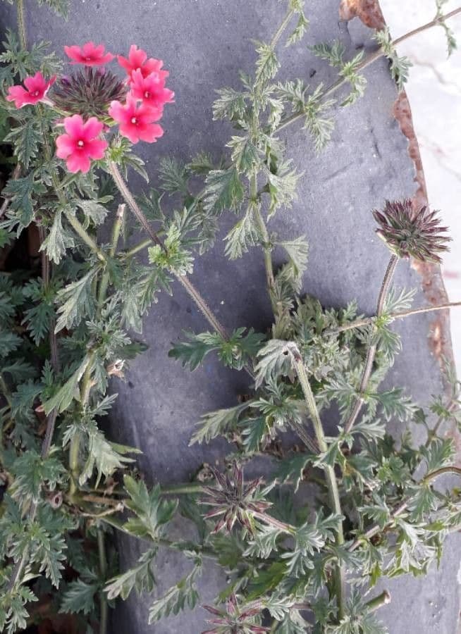 Verbena canadensis