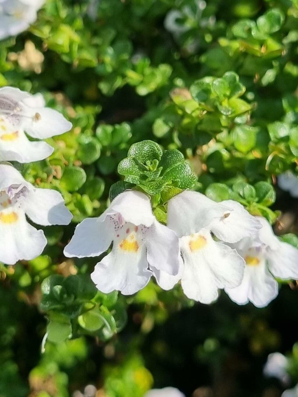 Prostanthera cuneata