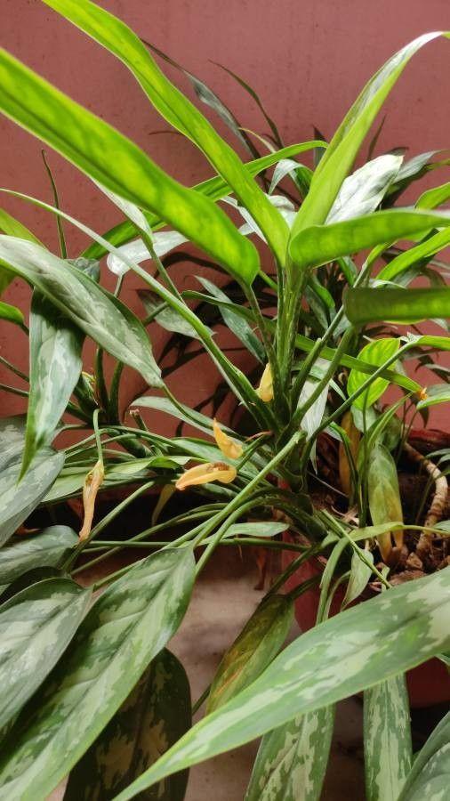 Aglaonema nitidum