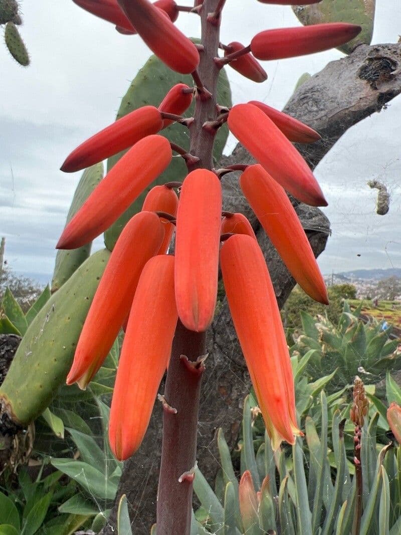 Kumara plicatilis