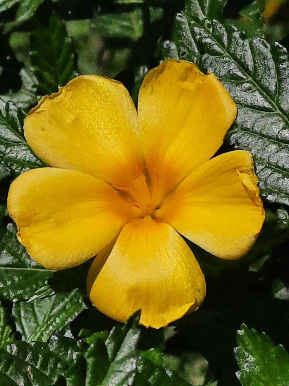 Turnera ulmifolia