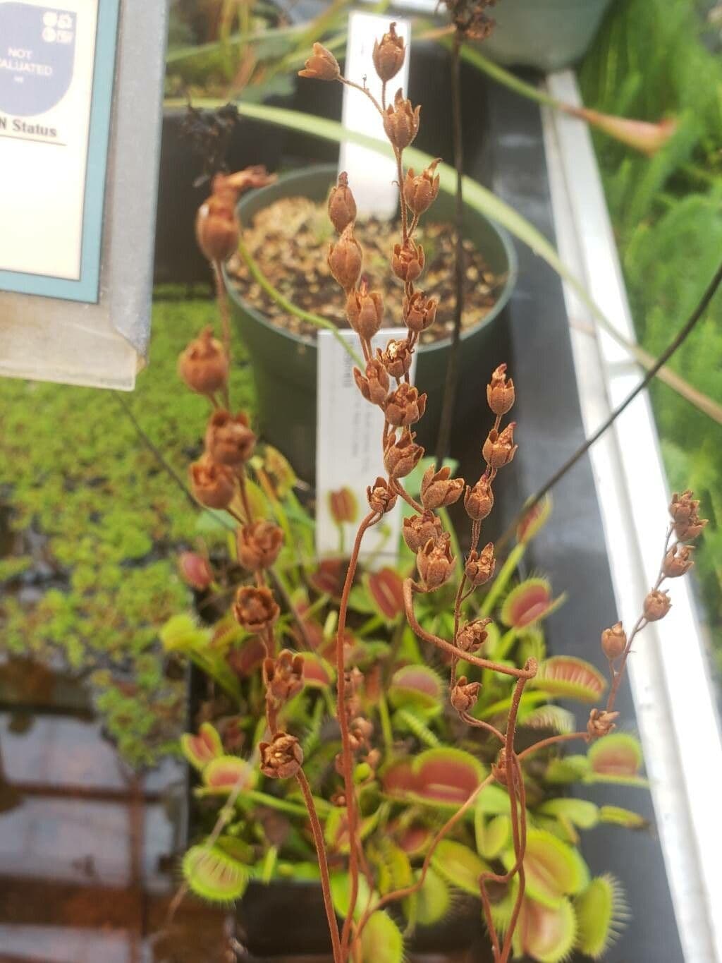 Drosera aliciae