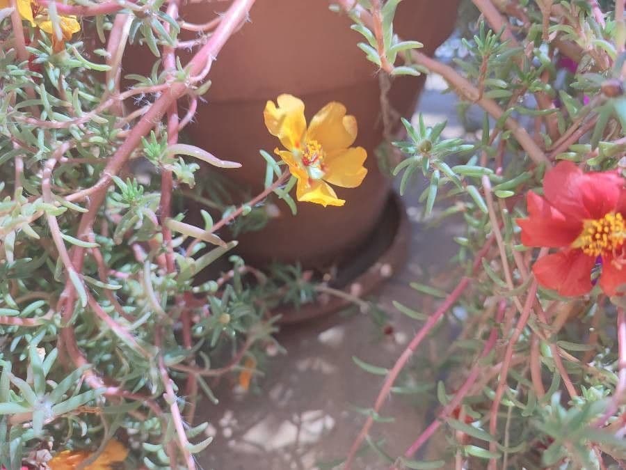 Portulaca grandiflora