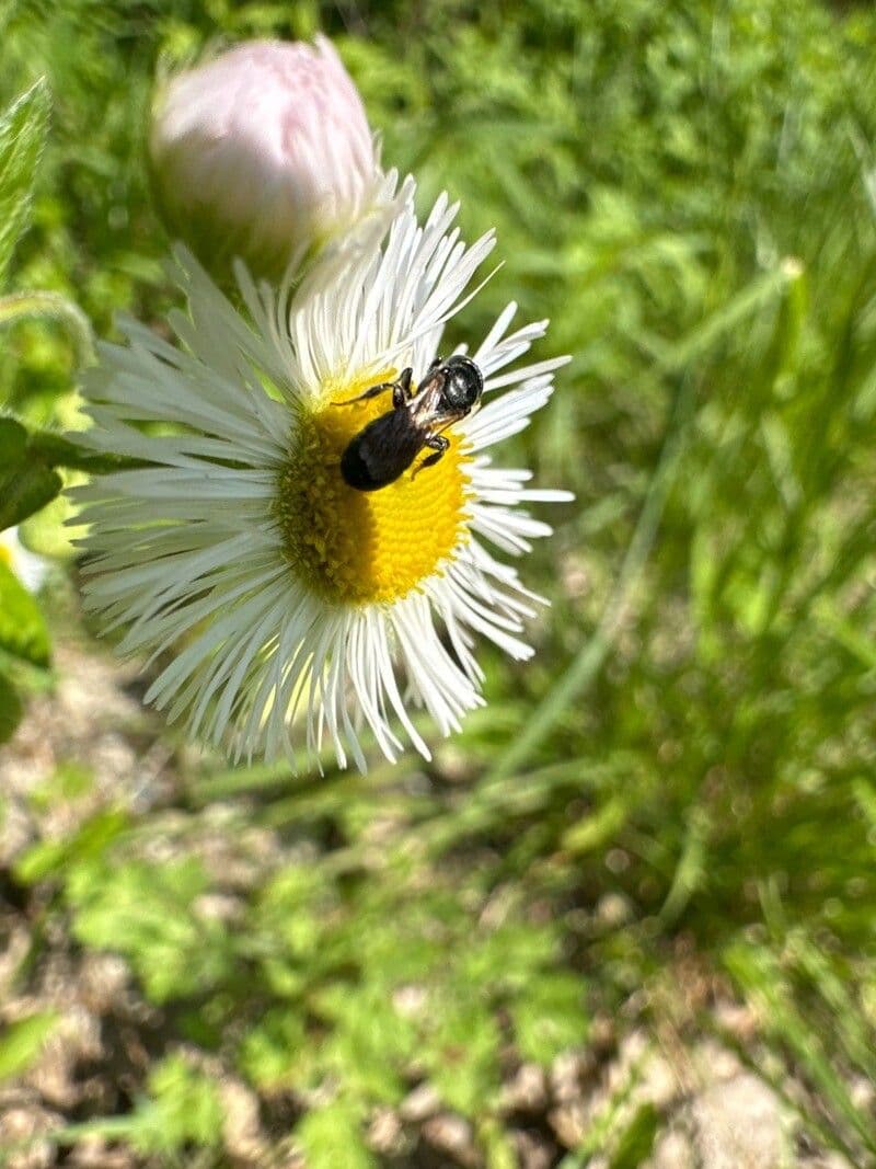 Erigeron coulteri