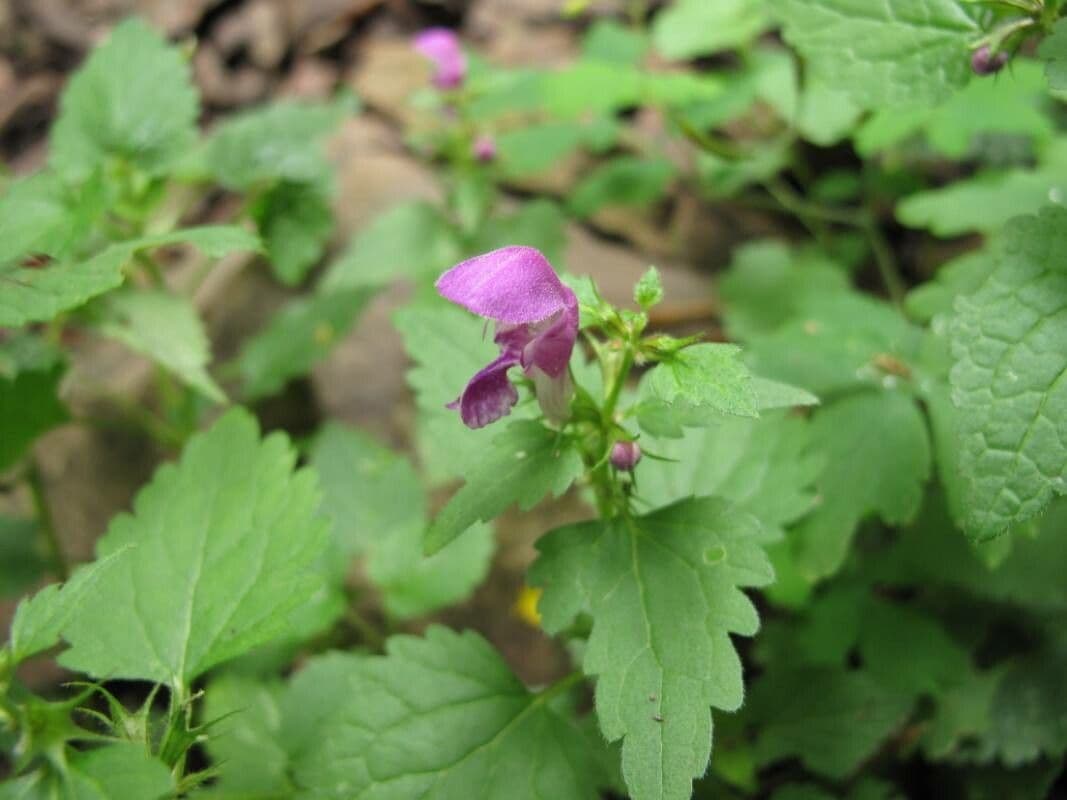 Lamium maculatum