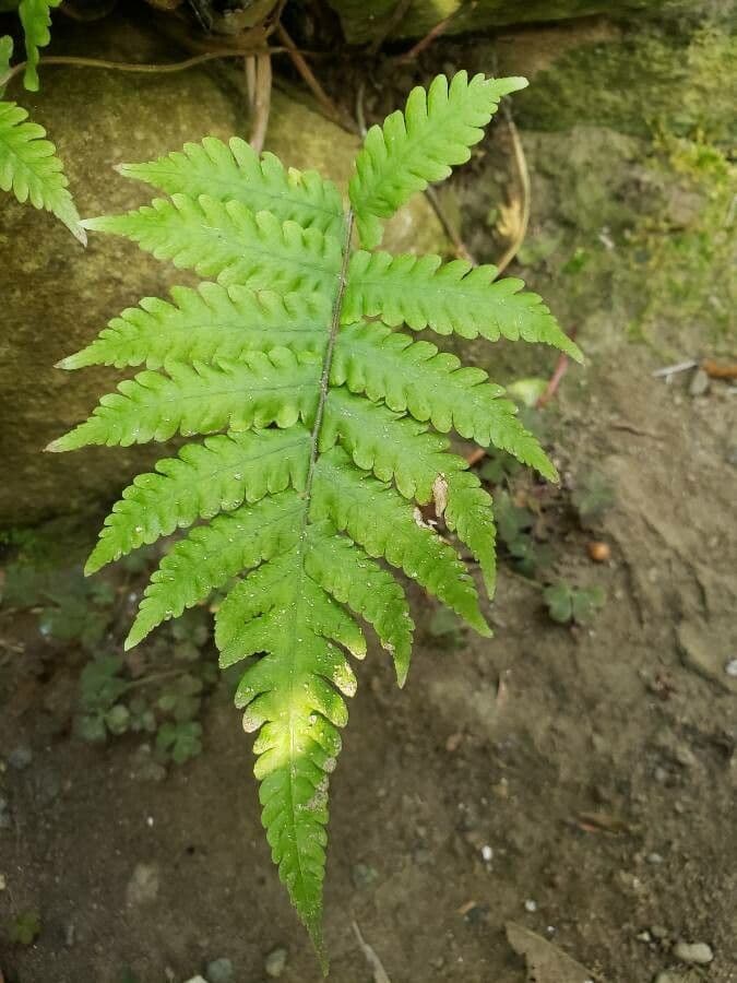 Phegopteris connectilis