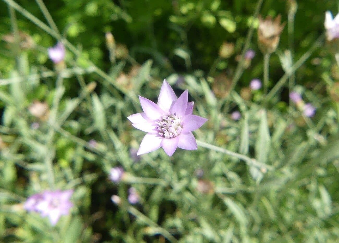 Xeranthemum cylindraceum