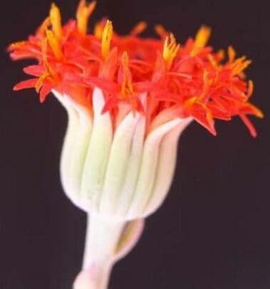 Kleinia grantii
