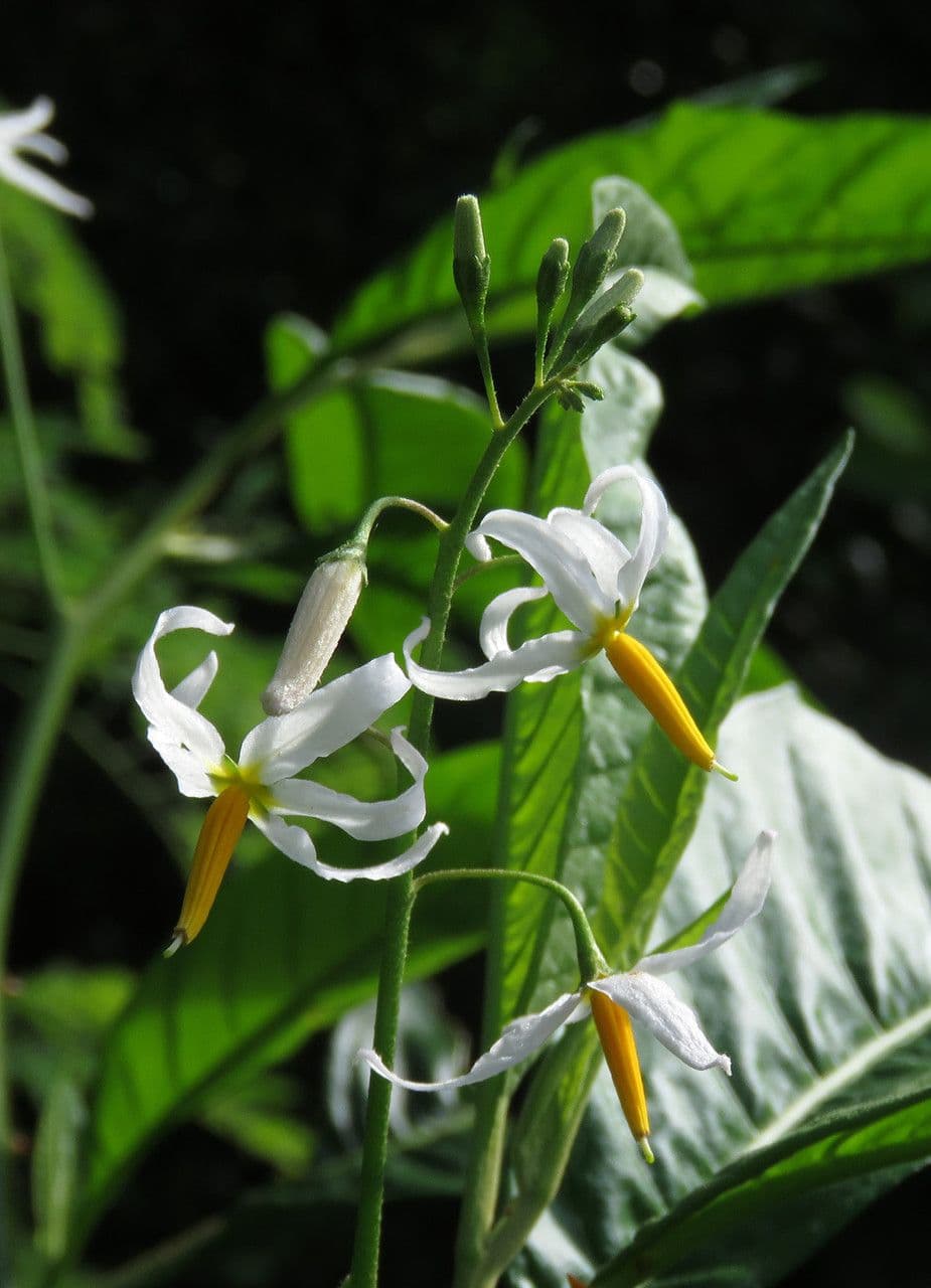 Solanum bahamense