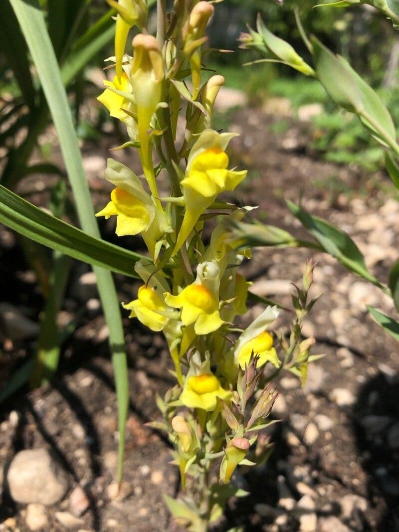 Linaria genistifolia